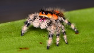 A ‘Domestic Dispute’ Call Revealed The Sheer Terror Mankind Feels For Spiders