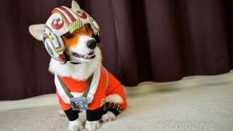 The Cutest Member Of The Rebellion Flies In With The Funny And Awesome Cosplay Of The Week