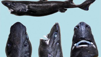 The Ninja Lantern Shark Is Here To Glow In The Dark And Ruin Your Christmas