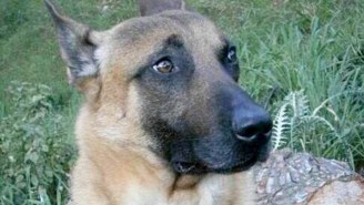 The Heroic Dog Killed In The Paris Terrorist Raid Will Be Posthumously Honored For Her Bravery