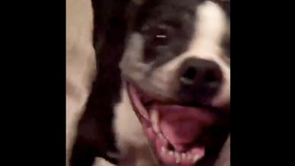 This Dog Dancing To Marky Mark And The Funky Bunch’s ‘Good Vibrations’ Has Got Serious Moves