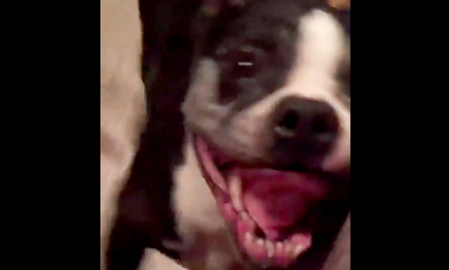 Check Out This Dog's Dance Moves To Marky Mark's 'Good Vibrations'