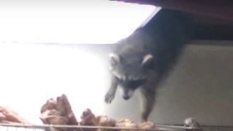 A Relatable Every Raccoon Steals A Donut And Inspires The Nation