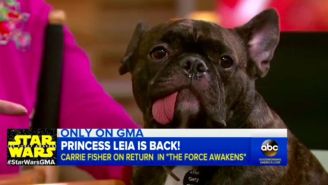 Carrie Fisher’s dog is now…