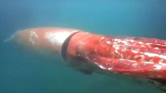 Japan Celebrated Christmas With A Giant Squid Invasion
