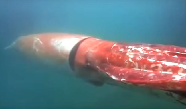 Giant Squid Invades Japan For Christmas