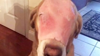 People Were Tricked Into Sharing This Photo Of A Dog With Ham On Its Face For The Dumbest Reason