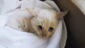 Harrowing Footage Shows A Kitten Found Frozen In The Snow Get Brought Back From The Dead