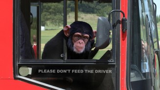 A Monkey Stole A Bus!