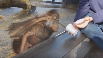 This Orangutan Just Had Its Mind Blown By The Dumbest Magic Trick