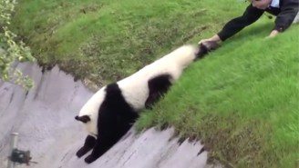 The Panda That Can’t Stop Rolling Down A Hill Is All Of Us On Monday Mornings