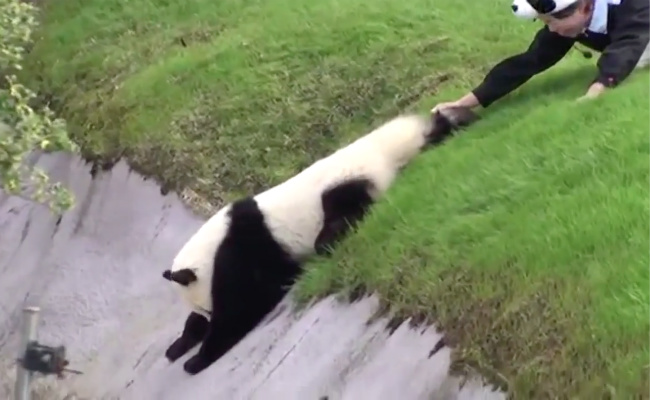 Panda Rolling Down a Hill