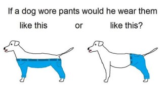 The Internet Is Losing Its Mind Over This Debate On How A Dog Would Wear Pants