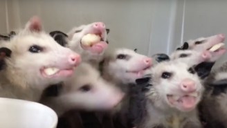 This Video Of Possums Eating Bananas Will Haunt Your Dreams Forever