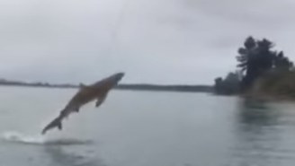 This New Zealand Fisherman Hooked A Shark And Then Freaked The Hell Out