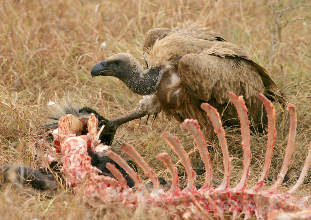 Thanks To Hunting Vultures Are Now Doing More Butt-Stuff Than Ever