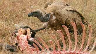 Thanks To Hunting, Vultures Are Eating Dead Animals Butt First