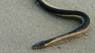 Highly Venomous Snakes Are Washing Onto California Shores, Thanks To El Niño