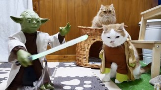 These Cats Will Be Jedi Masters After A Training Session With The One And Only Yoda