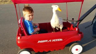 This Little Boy And His Pet Duck Have An Incredible Bond Like Nothing You’ve Ever Seen