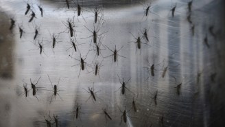 The Zika Virus Is Now Confirmed To Spread From Females To Males During Sex