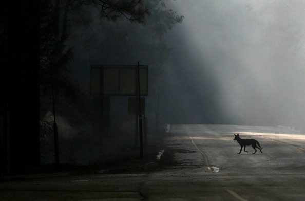 coyote road