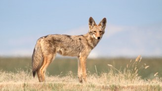 Are ‘Shrooms’ To Blame For Creepy Coyotes Near San Francisco?