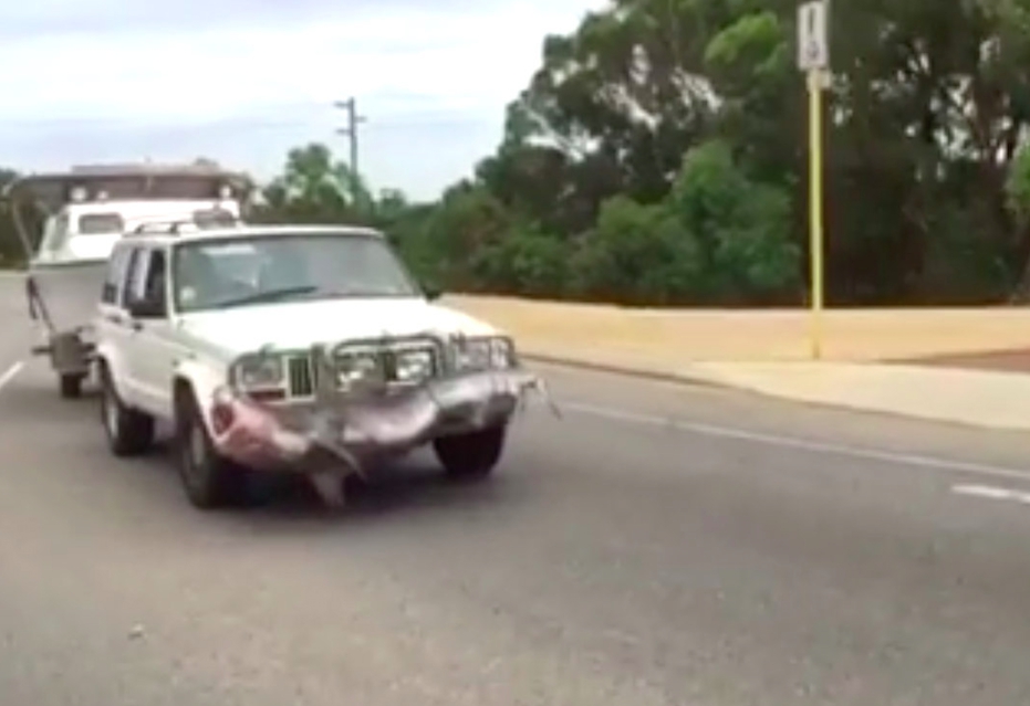 shark driving car