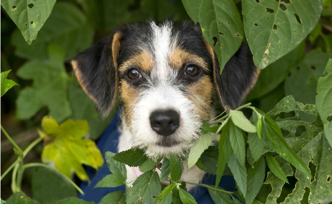 dog-bushes