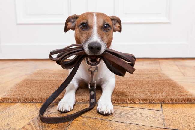 dog-with-leash