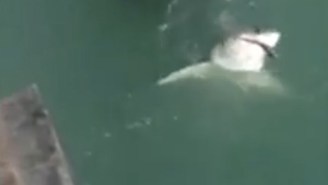 All Hell Breaks Loose When A Southern California Fisherman Hooks A Great White Shark