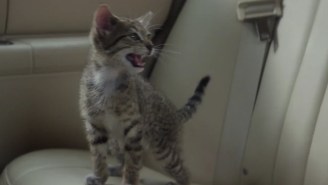 Key and Peele and the world’s cutest cat blow stuff up in the trailer for ‘Keanu’