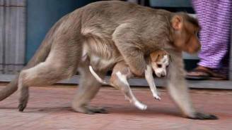 A Monkey Adopted A Stray Puppy In India, And Yes, There Are Pictures