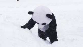 This Man Joyously Relives Tian Tian The Snow Panda’s Enjoyment Of Winter Storm Jonas