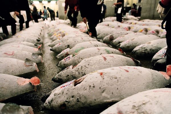 Rows of Tuna at the Tsukiji Fish Market