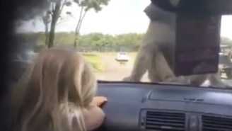 This Little Girl Has Years Of Therapy Ahead Of Her Over What She Saw At The Safari Park