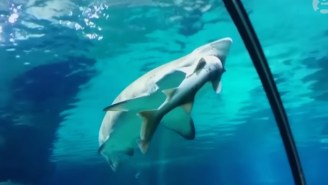 This Shark Ate Another Shark Whole Because She Was Annoyed, And It’s On Video