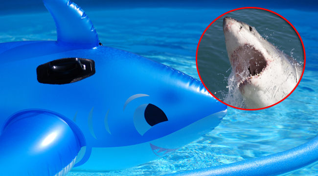 shark blow up pool