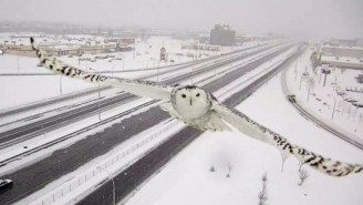 How Did A Snow Owl Become This Week’s Biggest Celebrity?