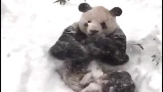 Tian Tian The Panda Is Clearly Loving Winter Storm Jonas’ Effect On The National Zoo