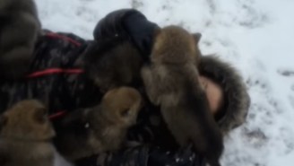 This Woman Is Buried Under An Avalanche Of Cute Wolfdog Puppies And Our Jealousy Knows No Bounds