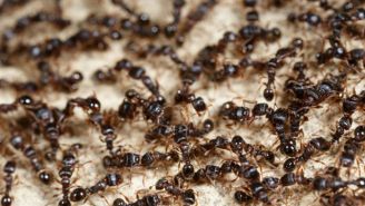 A 12-Year-Old Girl Has An Ant Colony Living In Her Head And Doctors Are Powerless To Do Anything