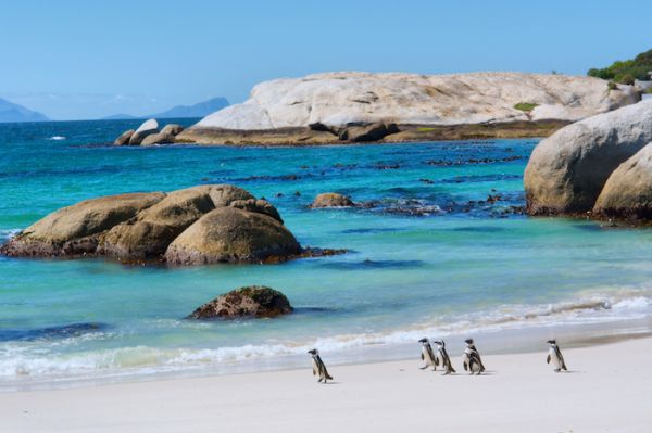 cape town penguins