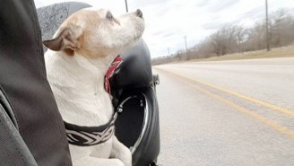 This Biker Picked Up An Abused Dog Off The Road And Made Him His ‘Co-Pilot’