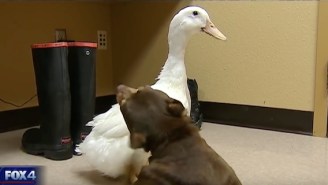 This Dog And Duck Were Such Good Friends, They Had To Be Adopted Together