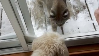 This Yappy Dog Coming Face-To-Face With A Bobcat Needs To Check Itself