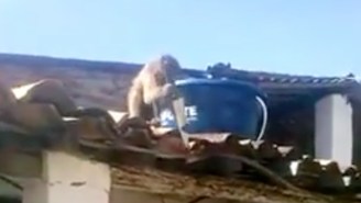 This Drunk Monkey Is Not Afraid To Get Into A Knife Fight