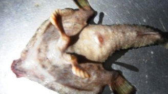 No One Knows What To Make Of This ‘Mutant’ Fish With A Human Nose, Tail And Feet