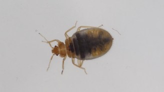 Super-Bedbugs Are Here To Ruin Any Chance You Had At Sleeping Tonight