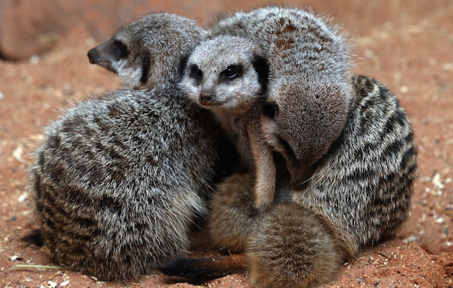 Bristol Zoo Welcomes Triplet Meercats